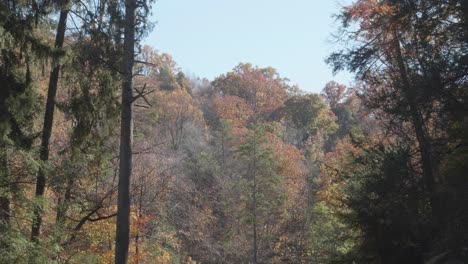 Trees-along-the-Wissahickon-Creek-in-Autumn