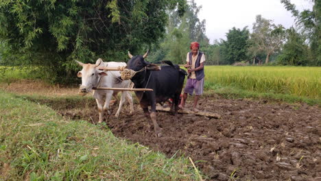 A-man-using-his-oxen-to-plow-a-rice-paddy-in-Nepal