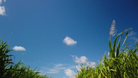 Eine-Aufnahme-Des-Himmels-Zwischen-Zuckerrohrpflanzen