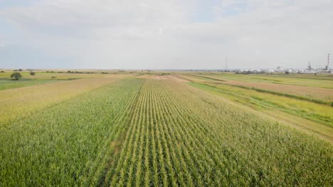 Aerial-drone-footage-of-a-corn-fields