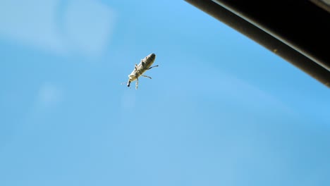 Insecto-Volando-Lejos-De-La-Ventana-De-Un-Auto