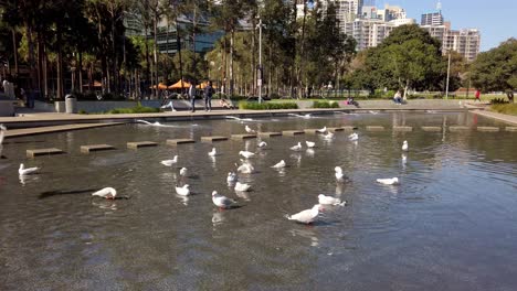 Group-of-Australian-Seagulls-playing-with-water-near-a-fountain-at-Darling-Harbour,-Sydney,-Australia