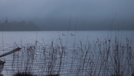 Dos-Cisnes-Cruzando-El-Lago-Al-Anochecer-Siguiendo-El-Plano-Medio