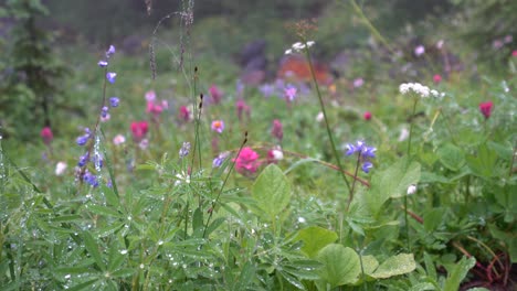Water-droplets-and-wildflowers-on-a-dreamy-forest-meadow-background-in-Mt