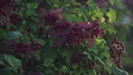 Medium-wide-shot-of-wild-berries-with-backlight