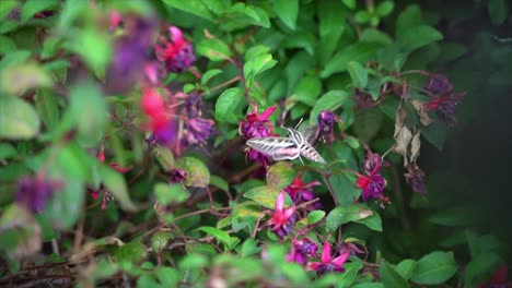 Weiß-Gefütterte-Kolibri-Motte-Sammelt-Nektar-In-Zeitlupe