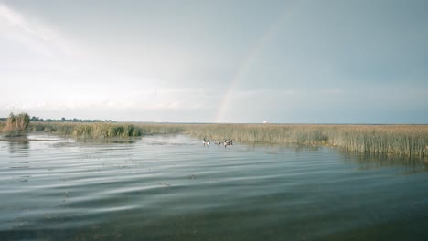 Family-of-geese-swimming-on-a-lake-with-beautiful-rainbow-in-the-background