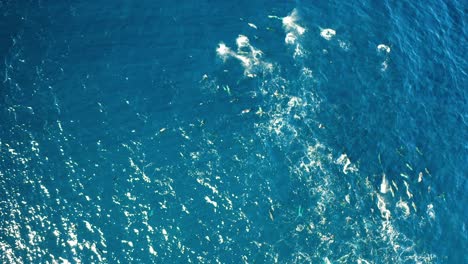 Aerial-view-of-common-dolphins-pod-hunting,-Sardine-Run-South-Africa