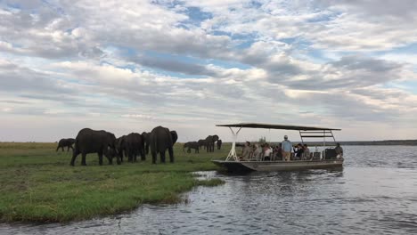 Los-Clientes-Del-Safari-Fotográfico-Se-Acercan-A-Una-Manada-De-Elefantes-En-El-Río-Chobe,-África