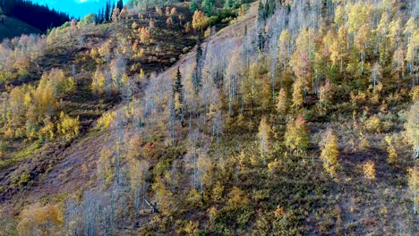 Stunning-aspen-grove-during-Colorado-fall