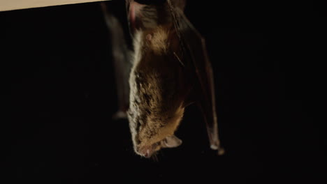A-brown-bat-isolated-on-black-background