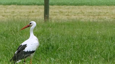 a-stork-looking-for-something-to-eat-wanders-through-the-picture