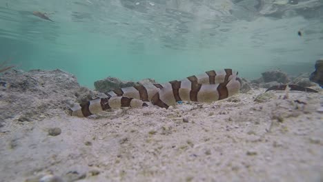 A-poisonous-banded-sea-snake-hunting-through-tropical-water-looking-for-its-prey-to-eat