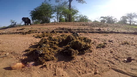 A-group-of-dung-beetles-fighting-over-and-collecting-elephant-dung-in-The-Greater-Kruger-National-Park-Africa