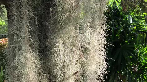 Spanisches-Moos,-Blühende-Pflanze,-Die-An-Einem-Baum-Im-Süden-Floridas-Hängt