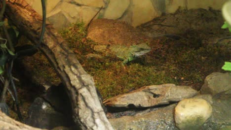 Lizard-deep-breathing-in-the-zoo