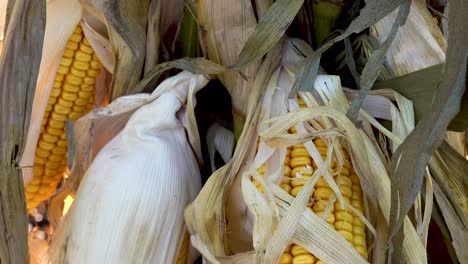 ears-of-dried-corn-on-stalk-ready-for-harvest-close-up-4k