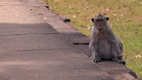 Mono-Mirando-A-Su-Alrededor-Mientras-Estaba-Sentado-En-El-Borde-De-Algunas-Rocas-En-Angkor-Wat