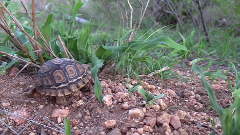 Young-leopard-tortoise-moving-in-the-wild