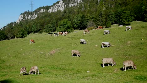 Kuhherde-Steht-Auf-Einer-Wunderschönen-Grünen-Berglandschaft