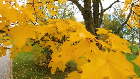 Yellow-maple-leaves,-slow-motion