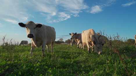 White-cattle-in-a-field-standing-in-the-golden-afternoon-sun