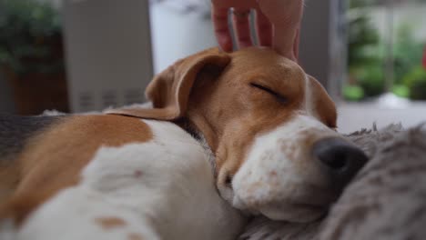 Junger-Beagle-Hund-Wird-Gestreichelt,-Während-Er-Im-Bett-Schläft