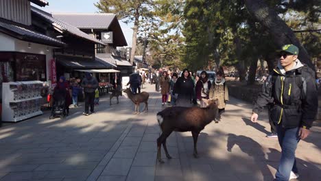 Slow-tilt-reveal-shot-of-popular-tourist-destination-in-Kansai-region-of-Japan