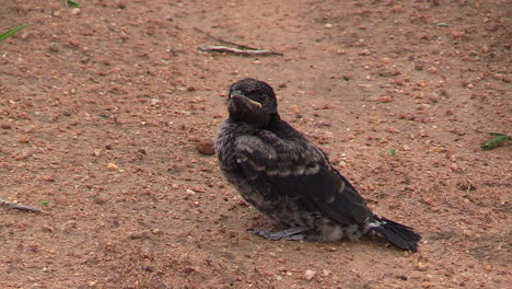 Close-up-of-a-juvenile-barn-swallow