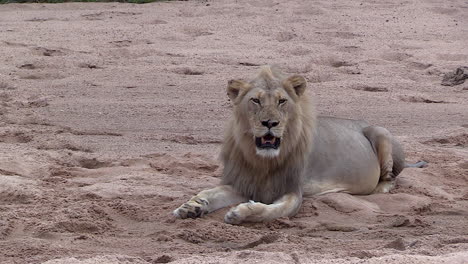 A-male-lion-panting-as-he-rests-in-the-sand-with-a-full-belly,-Timbavati-South-Africa