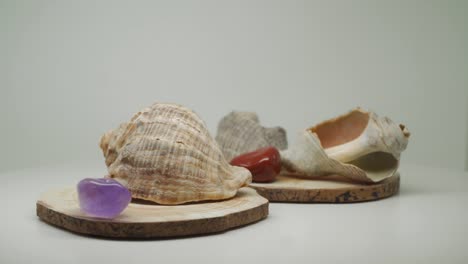Seashells-And-Precious-Stones-On-A-Wooden-Base-On-Pure-White-Background---Close-Up
