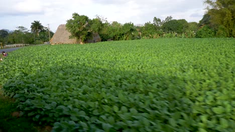 Passing-by-a-tobacco-field-and-drying-house-in-ViÃ±ales-Valley