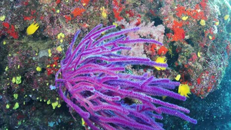 Underwater-wide-angle,-soft-corals-head-purple-color