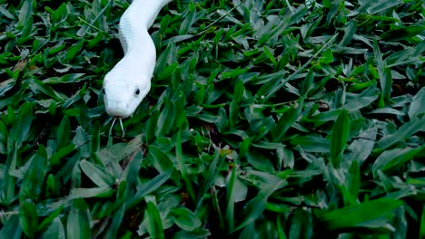 White-snake-on-green-background