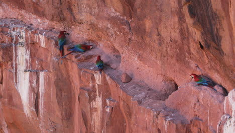 Scarlet-macaws-interacting-at-crack-of-sandstone-cliff-in-Buraco-das-Araras,-MS,-Brazil