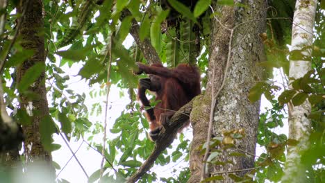 Una-Hembra-Adulta-De-Orangután-Toma-Un-Descanso-En-Un-árbol-Y-Mira-A-Su-Alrededor