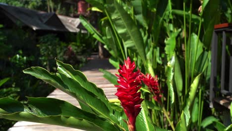 Pull-back-shot-of-a-tropical-Red-Ginger-flower-next-to-a-board-pathway-that-leads-to-bungalows-in-a-tropical-village-in-Thailand