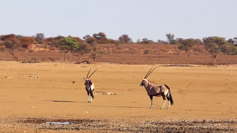 Movement-from-Jackal-gets-the-attention-of-two-Gemsbok-Oryx-in-desert