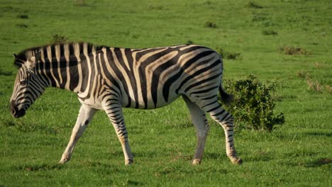 Cinematic-tracking-shot-of-a-lone-zebra-lightly-galloping-through-luscious-green-grasslands