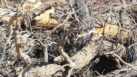 Honey-Badger,-or-Ratel,-explores-a-dry-fallen-Kalahari-tree-for-grubs