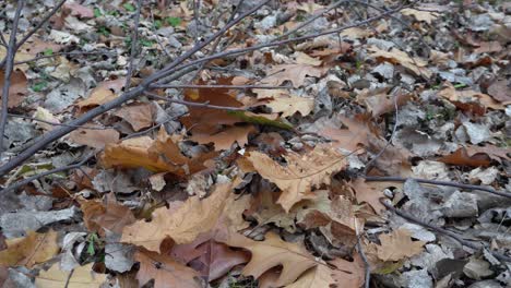 Die-Stille-Des-Herbstes-Schafft-Einen-Wunderschönen-Hintergrund-Aus-Toten-Blättern-Auf-Dem-Boden