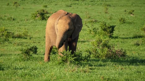 Afrikanisches-Elefantenkalb-In-Zeitlupe,-Das-Vorsichtig-An-Sträuchern-Im-üppigen-Grasland-Des-Addo-Nationalparks-Kaut