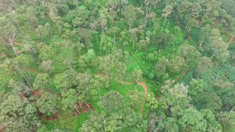 Luftaufnahme-Von-Kardamomanbau,-Asiatischer-Regenwald,-Bäume,-Wachsend,-Indien,-Ackerland