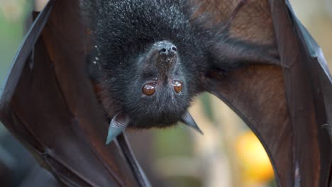 Close-up-shot-of-a-large-flying-fox-hanging-upside-licking-his-mouth-after-eating