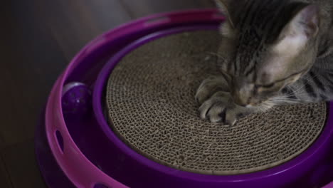 Haustier-Savannah-Katze-Kratzt-Pappe-Und-Spielt-Mit-Spielzeug
