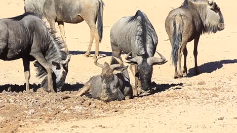 Wildebeest-coat-themselves-in-cool-wet-mud-on-a-hot-Kalahari-day