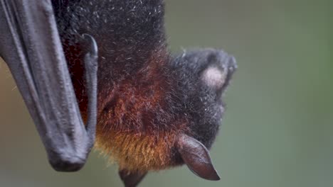 A-large-flying-fox-hanging-upside-down-chewing-a-piece-of-fruit