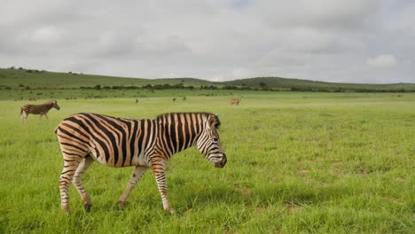 Tracking-shot-of-a-zebra-wandering-the-luscious-grassland-of-the-South-African-plains-with-several-other-zebras-moving-in-unison-in-the-background