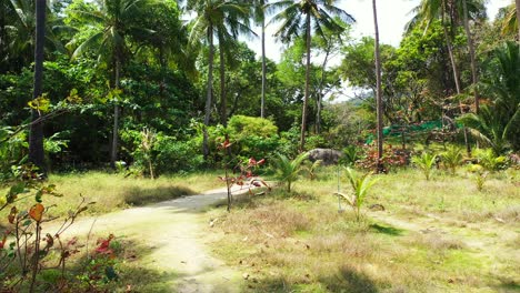 Caminando-Por-El-Bosque-De-Palmeras-En-La-Isla-Tropical