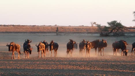 Confusion-of-Wildebeest-kick-up-dust-in-angled-golden-evening-light